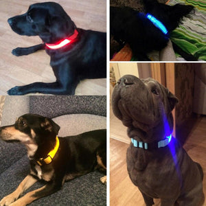 LED Collar Dog